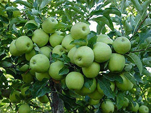 Royal Paradise Garden Green Apple Tree Seeds -10 Pieces (B094DL3QV4) Amazon Price History, Amazon Price Tracker