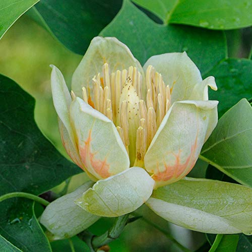 Tulpenbaum, Tulpenbaum, Baumsamen (Fast, Auffälliges Fall-Farbe, Hardy) (10) - Image 5