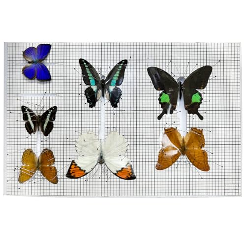 All in One Reusable Insect Pinning Board for Butterfly Spreading, Anti-Slip Mat, High Density Foam, Coordinate Scale, Butterflies Moths Bug Insect Pinning Kit