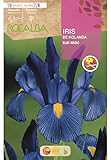 iris germanica bleu foncé Facil cultivo Iris de Holanda Blue Magic, Azul Intenso. Blister 10 bulbos, Claibre 7/8