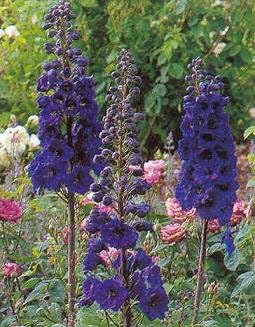Delphinium Pacific Giant Blue Jay 500 Semillas