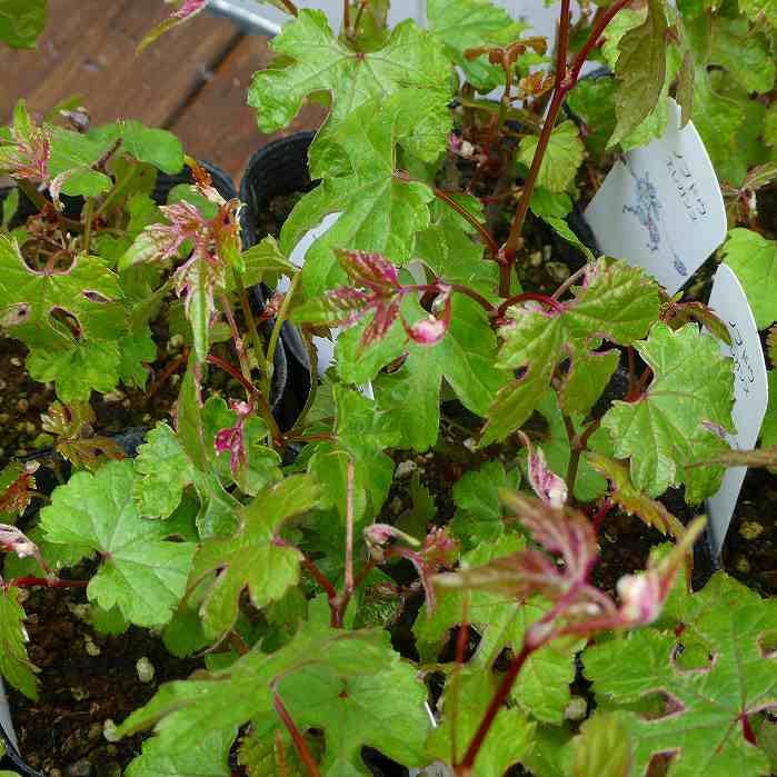 Amazon.co.jp: 斑入り野ブドウ 苗 エレガンス ノブドウ 野葡萄 果樹 山