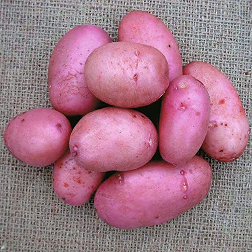 Sarpo Mira Seed Potatoes Main Crop- Organic Variety Seed Potatoes,X10 Tubers for Planting.High Yield Variety