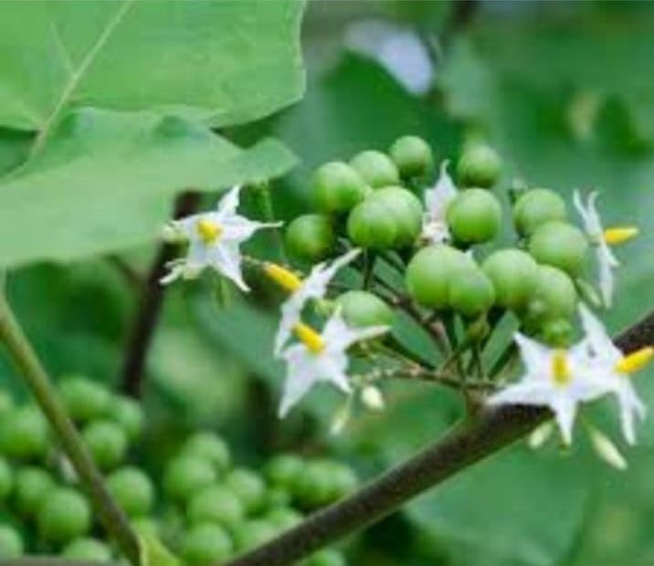 DHARIKA GARDENS Turkey Berry/Sundakkai/Kundene kayi - 1 healthy live plant (B0CXY22S5V) Amazon Price History, Amazon Price Tracker