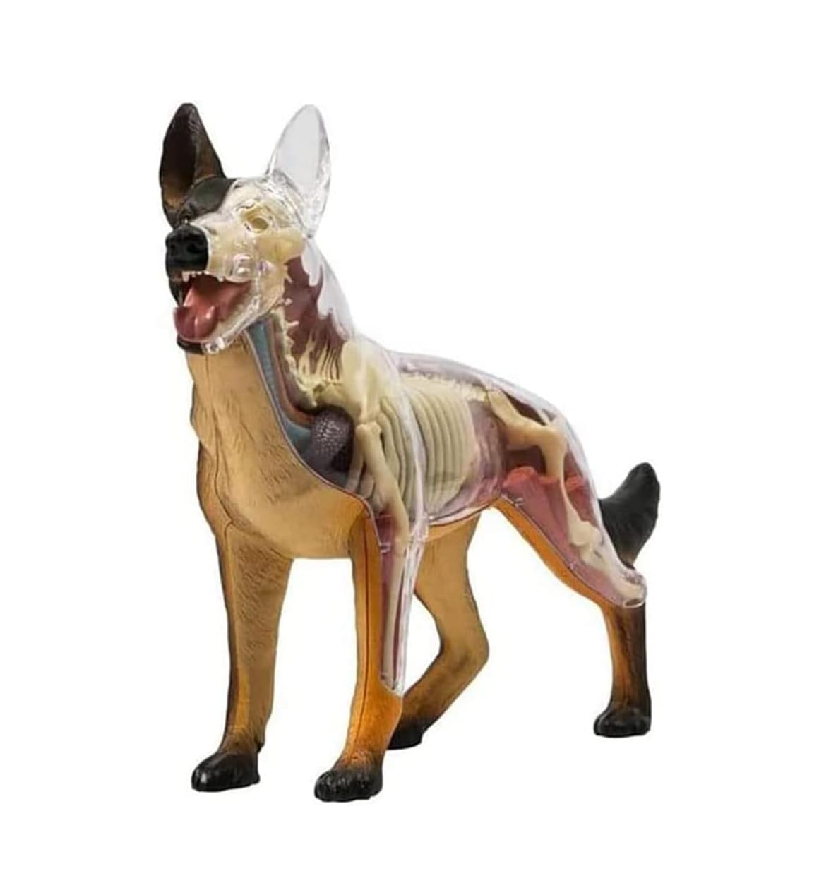 KJMWXOP 4D Dog Anatomy Model With Detachable Biological Anatomical Model 29 Parts For Animal Teaching Demonstration Veterinary Training