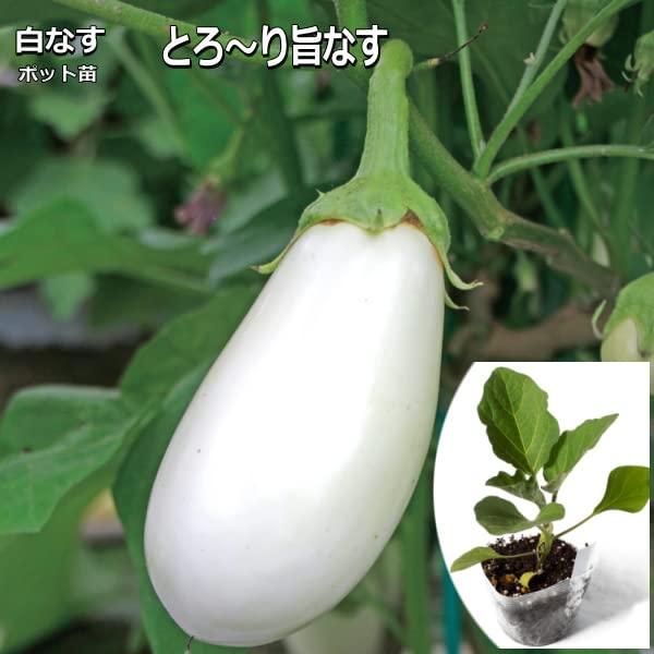 Amazon.co.jp: 実生なす とろ〜り旨なす （揚げてトルコ） 白茄子 10.5