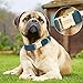 Uiopa Hundehalsband mit Namen und Telefonnummer, Halsband Hund Personalisiert auf Metall Steckverschluss, Verstellbare Hundehalsbänder für Kleine Große Hunde, Hundeleine und Fliege Erhältlich