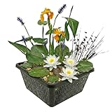 VdVelde - Mini Teichpflanzen Set Weiß - Mini Teich Komplettset mit 4 Wasserpflanzen inkl. Seerose - Pflanzkorb, Substrat & Dünger - Für kleine Teiche & Schalen