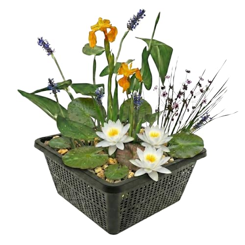 Vdveldecom - Mini Teich Set Weiß mit Seerose - 4 Wasserpflanzen Komplettset - Pflanzkorb Substrat & Dünger - Ideal für kleine Teiche & Schalen