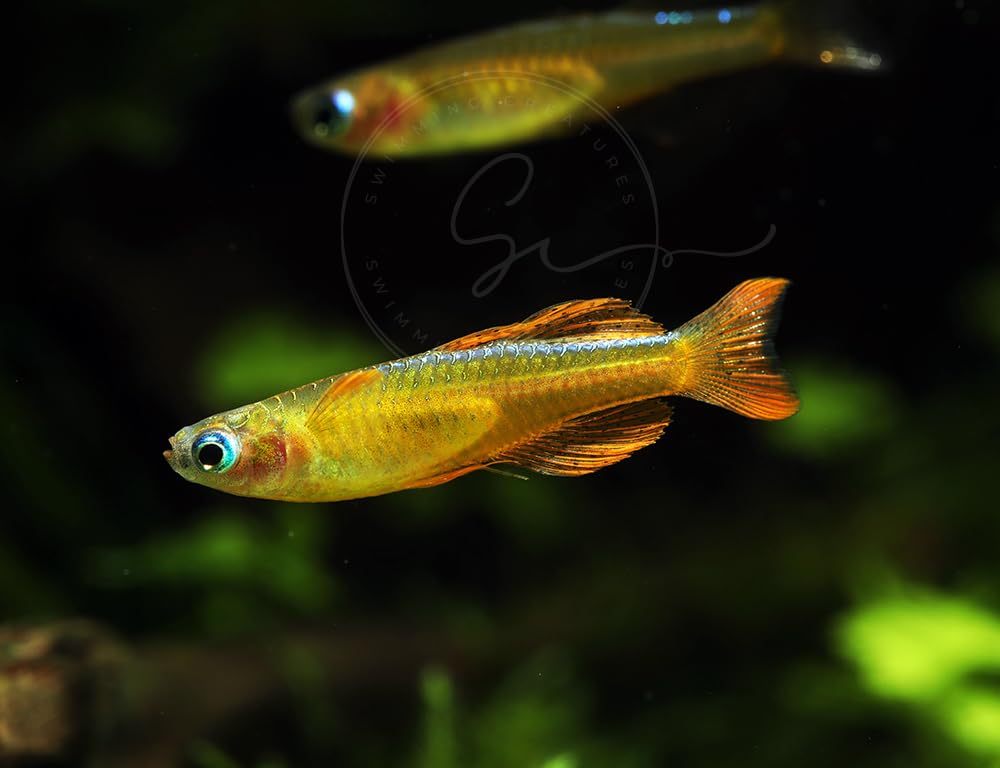 Swimming Creatures™ Freshwater Rainbowfish Live Aquarium Fish (Approx. 3/4"–1") (6 Red Neon Blue Eye Rainbowfish)