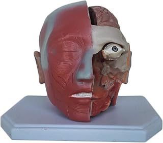 Educational Model 1:1 Life Size Human Anatomical Head Model - Human Head Model with Brain - - Head Anatomical Model Adult Detachable Skull Model - for Study Display Teaching Medical Model