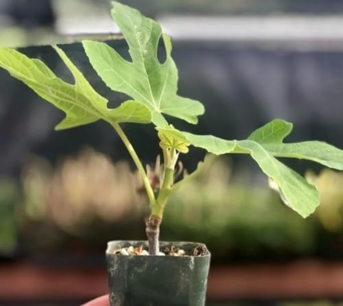 Miniatura 7 de 300 semillas de higuera bonsai de arbustos de fruta dulce negra