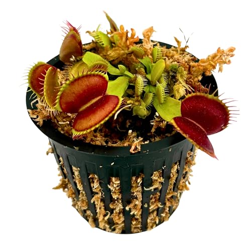 Live Potted Carnivorous Plant Includes Net Pot Long Fiber Moss Live Plant- Gauranteed Live Arrival (Adult Green Venus Fly Trap)
