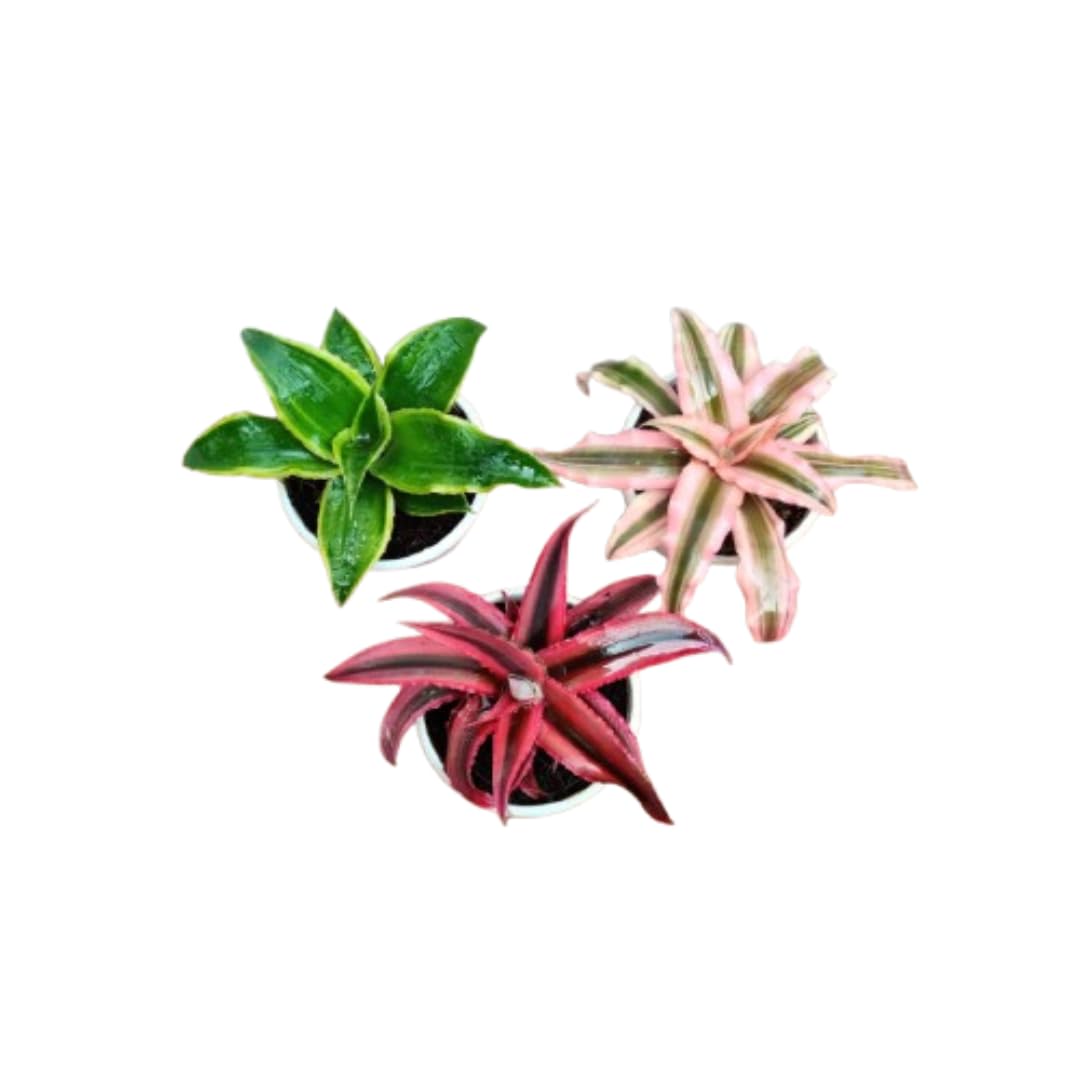 CAPPL Cryptanthus Earth Star Plant with Pot (Pack of 3) (B07ZB3JDVW) Amazon Price History, Amazon Price Tracker