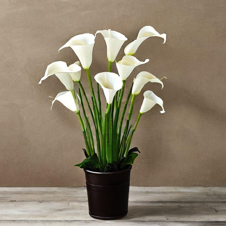Calla Lily Zantedeschia Tropical Houseplant Seeds - 10 Rare Seeds