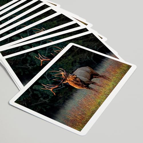 Lantern Press naipes de póker para adultos, 52 cartas miniatura 5