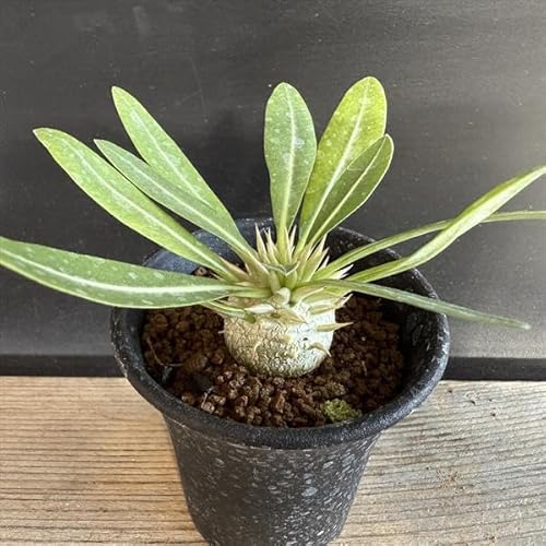 R[fbNXFpL|fBE GulE  L*