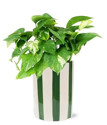زهور منك - نبات NJoy Pothos لعيد الميلاد أو الذكرى السنوية أو الشفاء أو الاحتفال