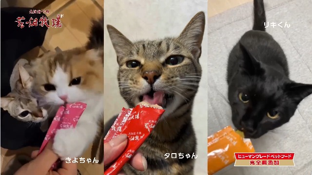 Amazon.co.jp: 花畑牧場 トロリーヌ 北海道鮭 25g×2本 猫用 おやつ 無