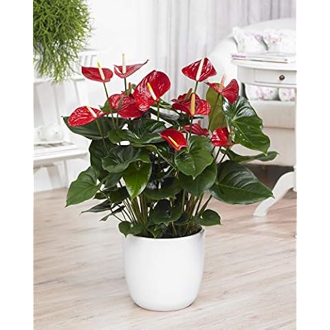 Red Laceleaf Anthurium Plant in Ceramic Pot Cover