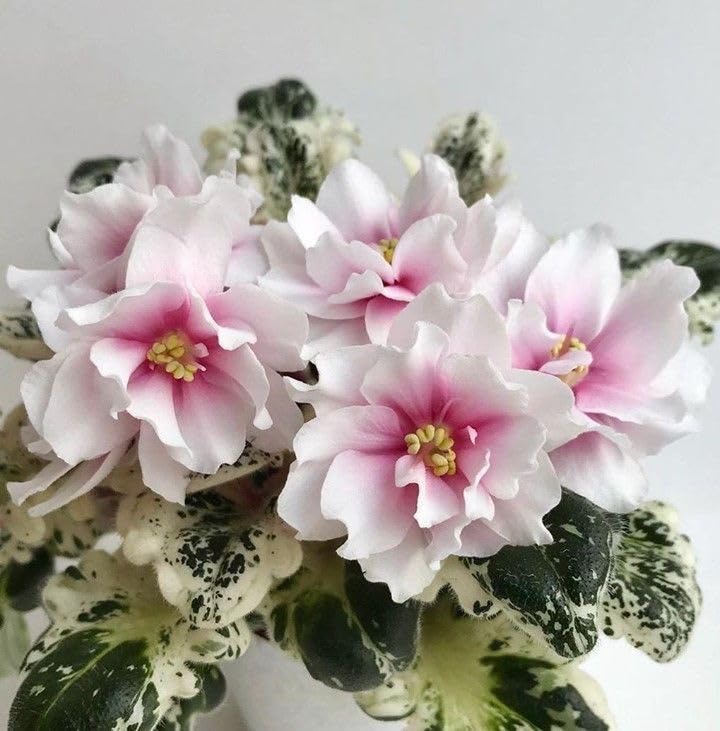 african violet imported flower bulbs pack of 2 bulbs (pinkish white)