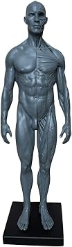 HSOMiD Human Anatomical Model Anatomy Musculo Skeletal Sculpture Head Body Muscle Grey-Men