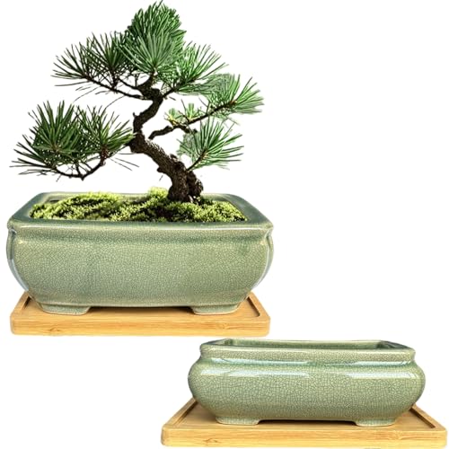 MUZHI 2-Piece Green Ceramic Bonsai Set