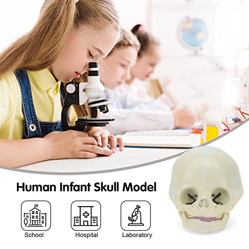 MIIRR Modelo de crânio humano infantil, modelo de crânio fetal em tamanho real, modelo de caveira de