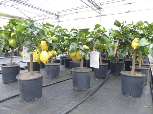 gruenwaren jakubik echter Zitronenbaum 50-70 cm Zitrone Citrus Limon Zitruspflanze