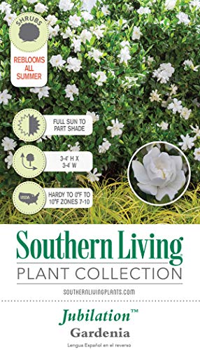Jubilation Gardenia (2 Gallon) Flowering Evergreen Shrub With Fragrant White Blooms - Full Sun To Part Shade Live Outdoor Plant/Bush - Southern Living Plants #TOP2