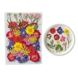 35 Stück Gepresste Blumen für Harzformen, Natürliche Trockenblumen für DIY Schmuckherstellung, Nageldesign und Gesichtsmakeup, Echte Getrocknete für Kreative Bastelarbeiten