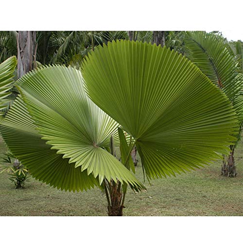 Shiningbaby 20pcs Palm Tropical Seeds Evergreen Fan-Shaped Bonsai Potted Ornamental Tree Plant Home Decor
