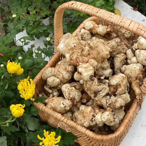 Tuberi di Topinambur - di Helianthus tuberoso - di selvatiche resistenti all'esterno di da giardino roccioso resistenti 10pcs