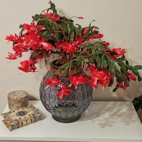Red Christmas Cactus Plants Live, 4 to 6 Inch Tall Live Christmas Cactus Bare Roots, Perennial Well Rooted Flower Plants, Holiday Houseplant, No Pot Red Christmas Cactus Plants Live, 4 to 6 Inch Tall Live Christmas Cactus Bare Roots, Perennial Well Rooted Flower Plants, Holiday Houseplant, No Pot