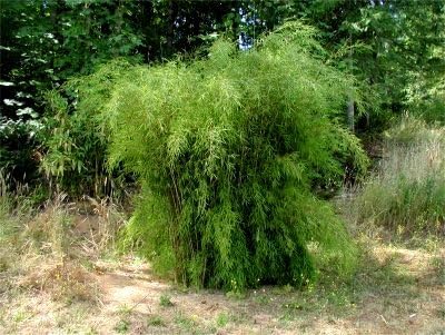 Blue Fountain Bamboo 3'-4' - Live Plant