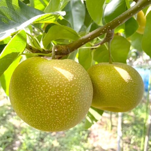 [2026年8月中旬発送開始 ] 幸水 梨 10kg (茨城県共通品/石岡市) フルーツ 果物 なし ナシ 新鮮 旬 期間限定 甘い 国産 [EY001sa]