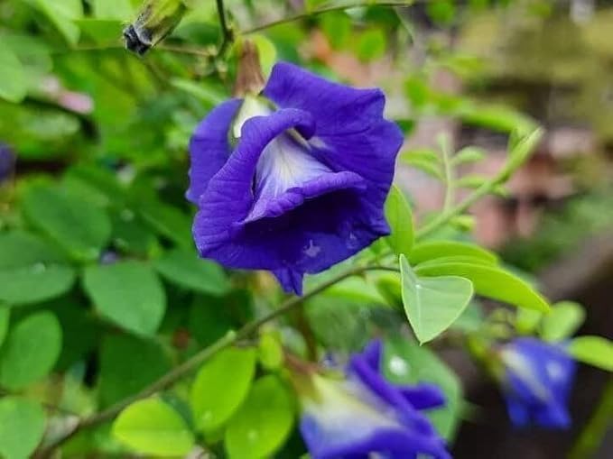 Image of BLUE APRAJITA LIVE BUTTERFLY PEA FLOWER LIVE PLANT, APRAJITA PLANT WITH POT, INDOOR OUTDOOR GARDEN GROWING PLANT, PACK OF 1 WITH BLACK POT