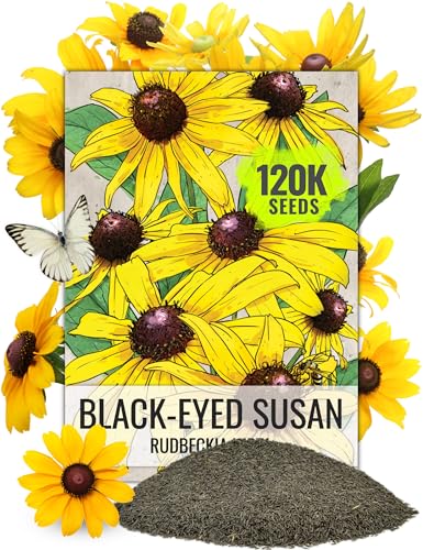 Seed Needs Black Eyed Susan Seeds for Planting | 120,000+ Seeds Rudbeckia Hirta Perennial Yellow...