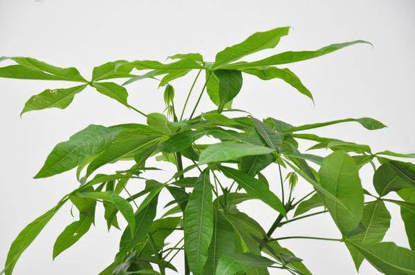 Pachira Aquatica - 150cm - Ø27