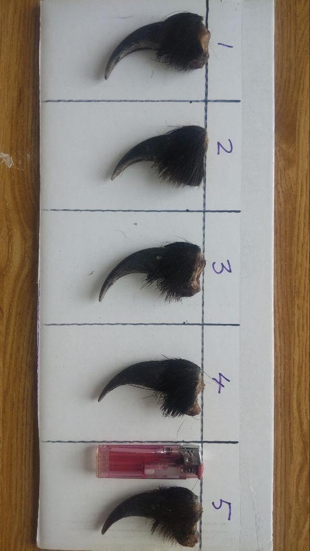 熊牙 ビーズネックレス 熊の牙 魔除け　珍品 レア 熊牙 ビーズネックレス 熊の牙 魔除け 珍品 レア アクセサリー