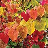 Brighter Blooms - Bloomables® Flame Thrower® Redbud Tree, 5-6 ft. - No Shipping to AK, AZ, HI, OR