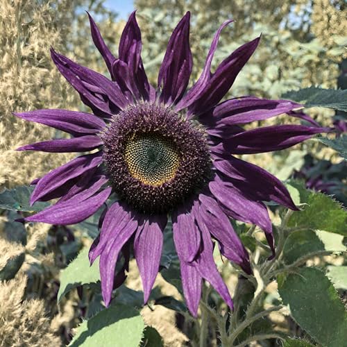 100 Pcs Rare Purple Sunflower Seeds Beautiful Flower for Planting Outdoors Home Garden Decor