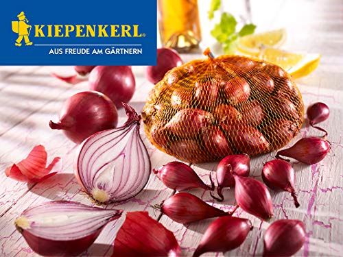 Preisvergleich Produktbild Kiepenkerl 611276 Rote Steckzwiebel (100 g) (Steckzwiebeln)