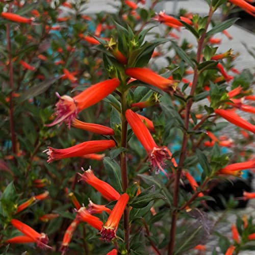 Fire Cracker Plant, a Great Live Pond Plant for Your Water Garden. Filters koi and Goldfish Ponds. Good for Bogs, Plant Shelf or Shallow Water This marginal Aquatic is a Real Beauty