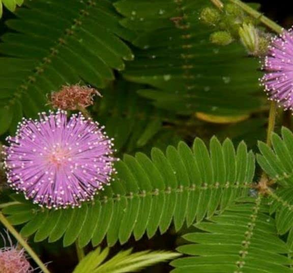 Buy Balbasaur Live Shami Holy Tree Prosopis Cineraria Banni Maram Sammi