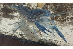 Live Blue Crayfish Pair: Enchant Your Pond with Electric Hues