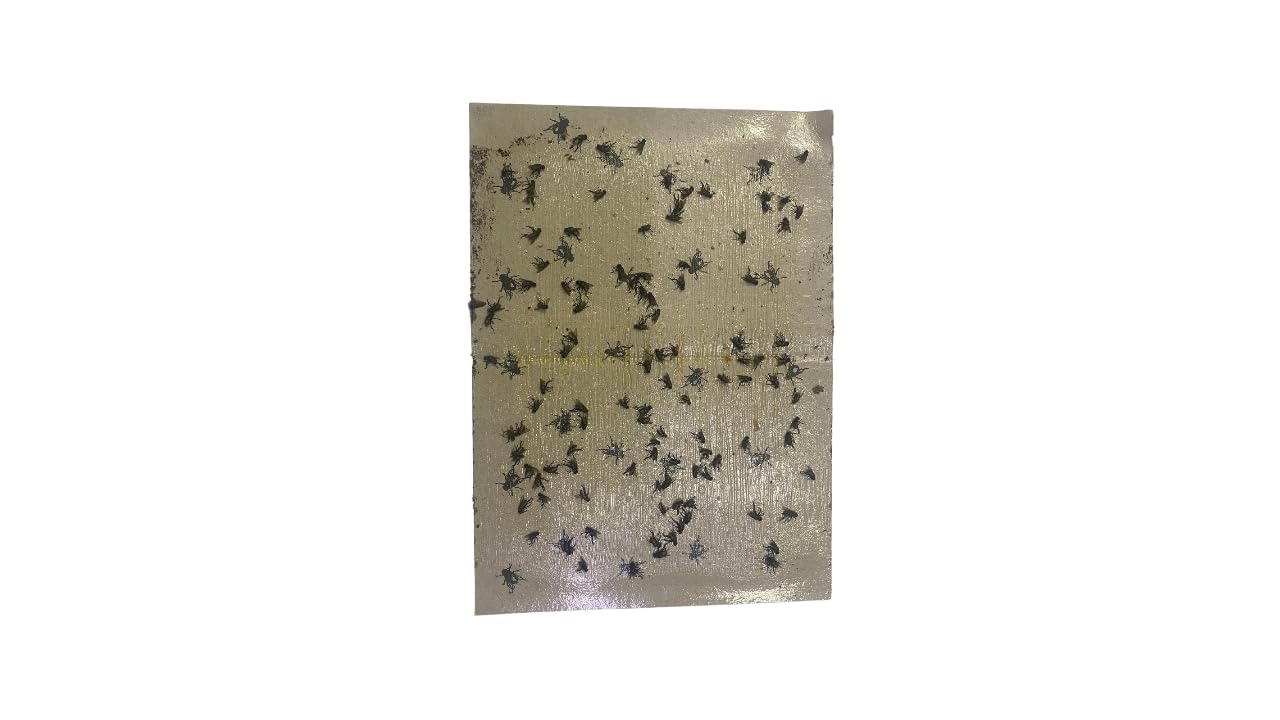 ABCO HouseFly Catcher Traps – Pack of 10 Extra-Sticky Fly Papers | Natural & Powerful Solution for Housefly Problems Indoors | Non-Toxic, Eco-Friendly & Simple to Use-image-43