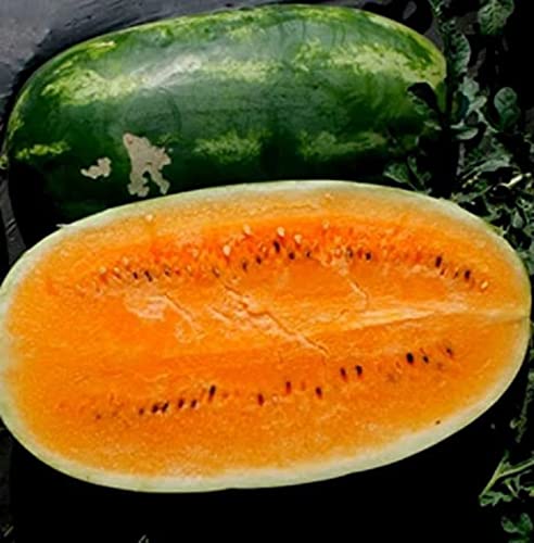 25 Tendersweet Orange Watermelon Seeds For Planting Heirloom Non Gmo 2 Grams Of Seeds Garden Vegetable Bulk Survival #TOP30