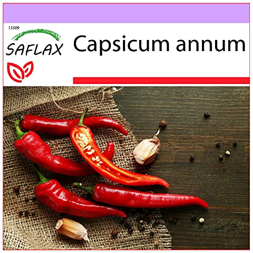 SAFLAX - Chile de cayenne - 20 semillas - Capsicum annum
