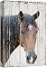 wall26 - Canvas Print Wall Art - Head of a Horse on Rustic Style Wood Background - Gallery Wrap Modern Home Decor | Ready to Hang - 16x24 inches